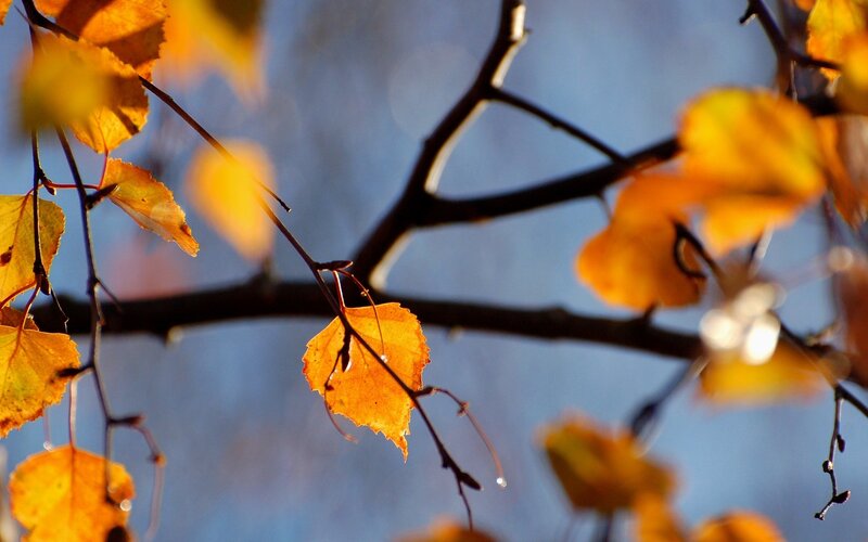 Autumn Leaves on Branches — Yellow, Serene, Photograph, Sky, Sunlight, Blue
