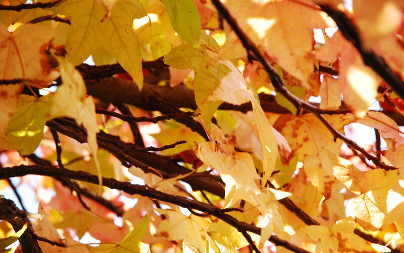 Autumn Leaves on Branches — Yellow, Serene, Photograph, Sunlight, Orange, Brown