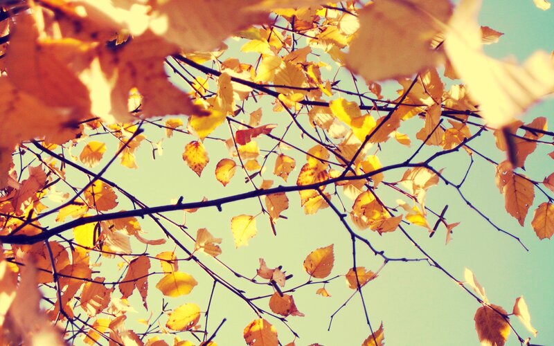 Autumn Leaves on Branches — Yellow, Serene