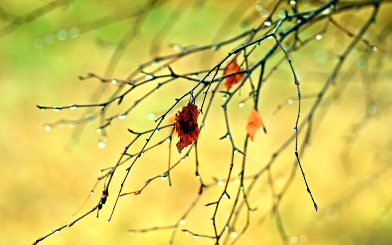 Autumn Leaves on Branches — Yellow