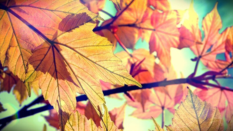 Autumn Leaves on Branches — Yellow, Warm, Photograph