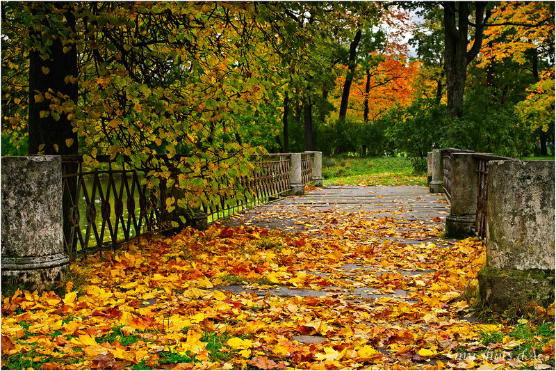 Autumn Leaves on Bridge