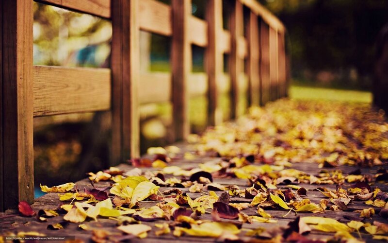 Autumn Leaves on Bridge — Yellow, Serene