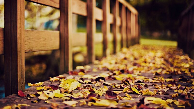 Autumn Leaves on Bridge — Yellow