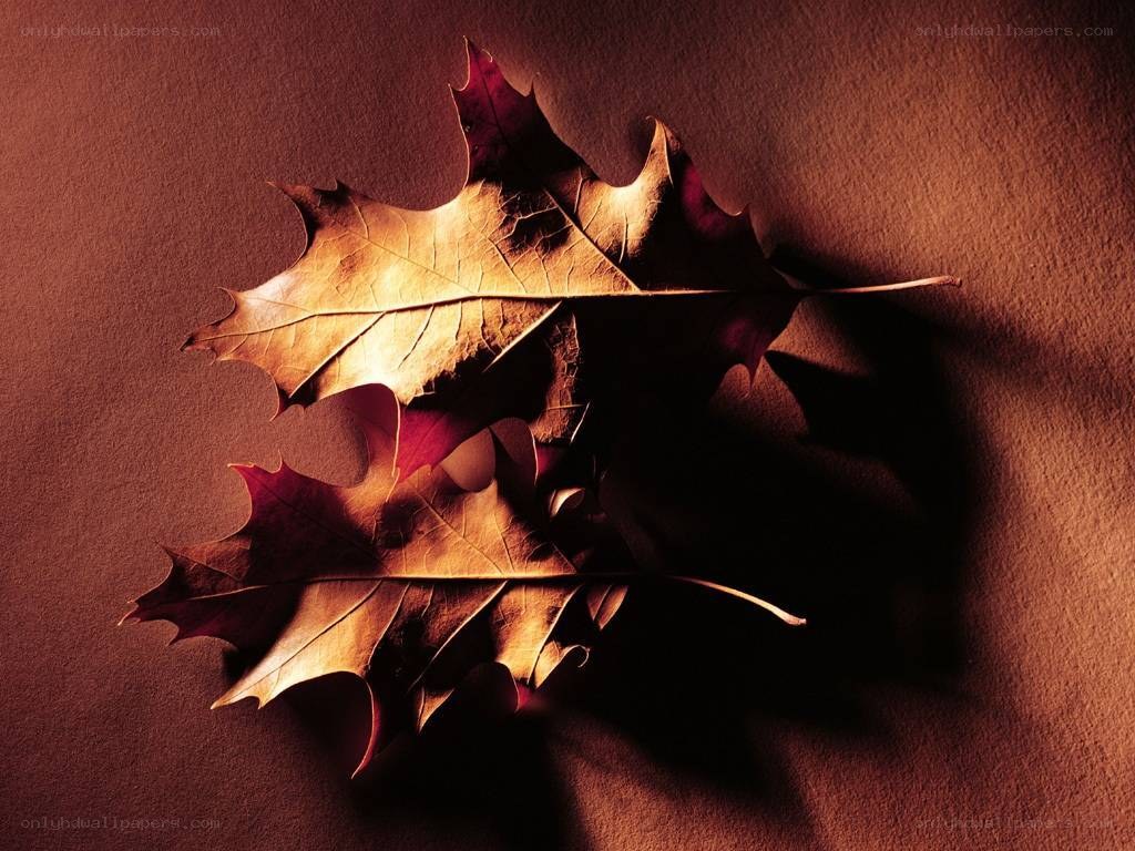 Autumn leaves on brown surface