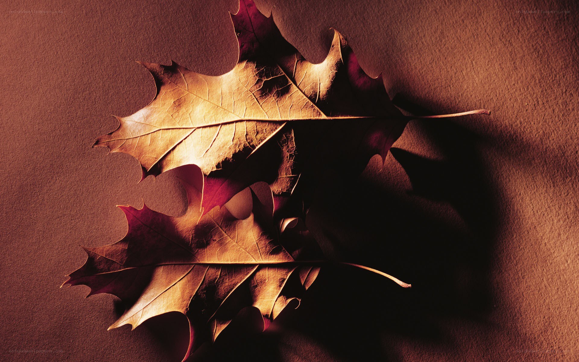 Autumn leaves on brown surface