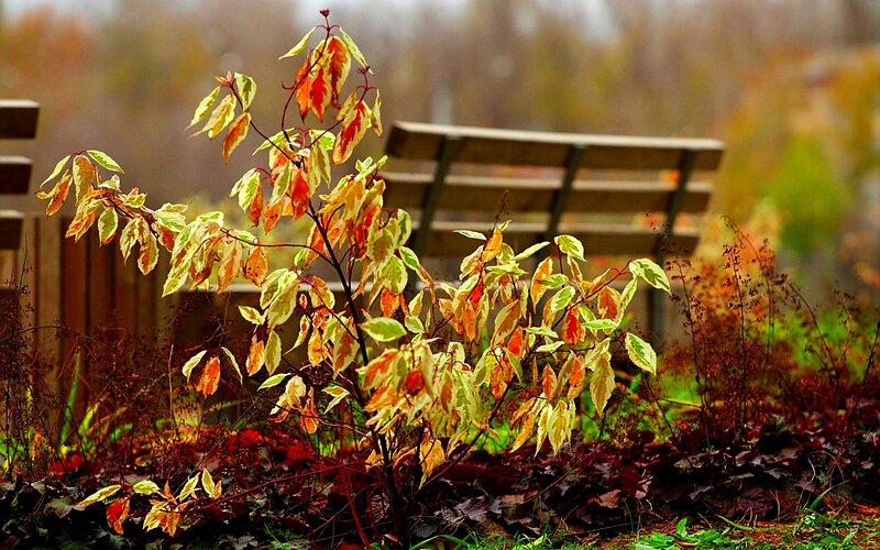 Autumn Leaves on Bush — Green