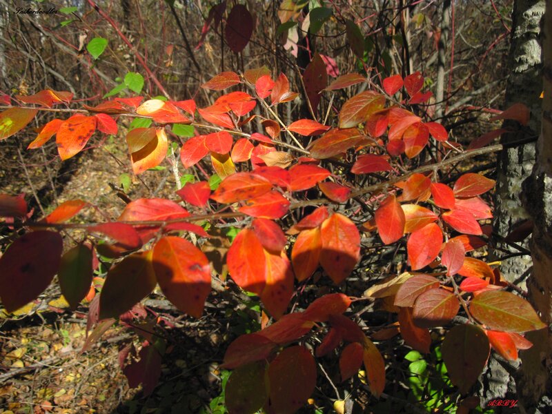 Autumn Leaves on Bush — Red, Serene