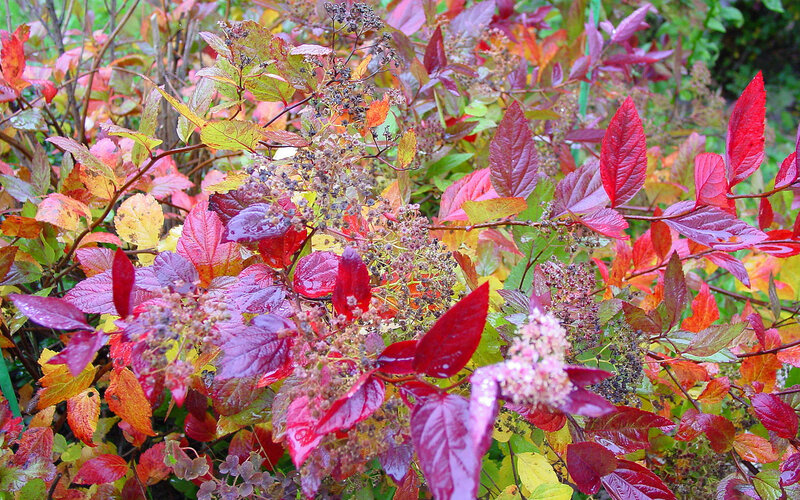 Autumn Leaves on Bush — Red
