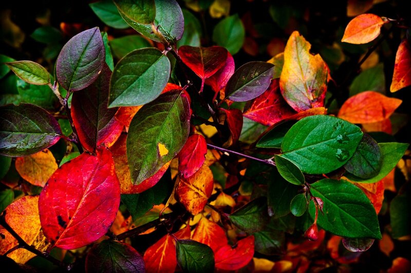 Autumn Leaves on Bush — Red, Vibrant
