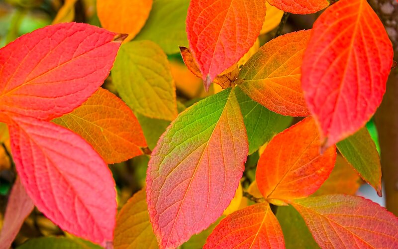 Autumn Leaves on Bush