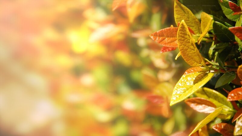 Autumn Leaves on Bush — Yellow