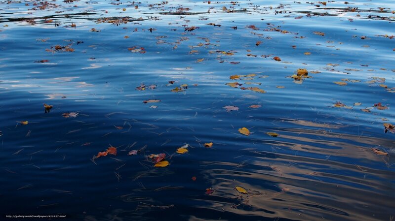 Autumn leaves on calm water