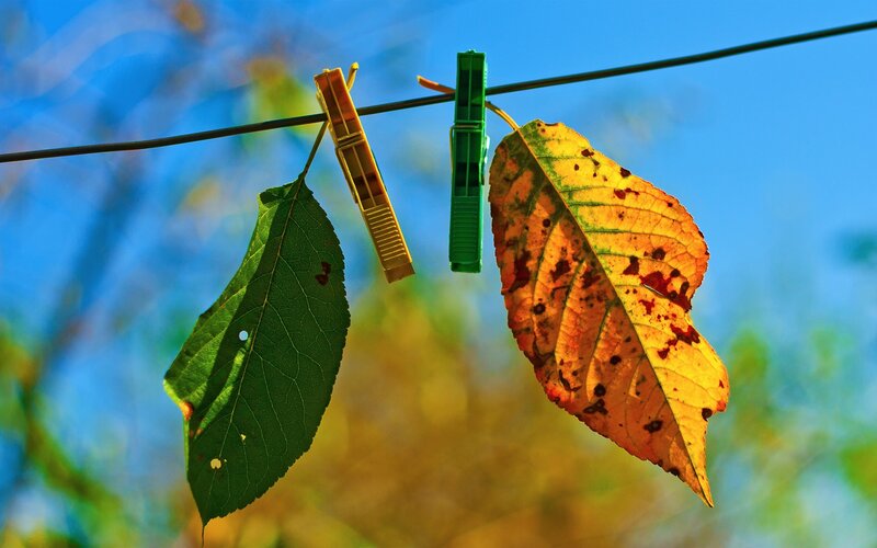 Autumn Leaves on Clothesline — Blue