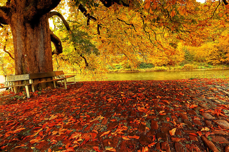 Autumn Leaves on Cobblestones