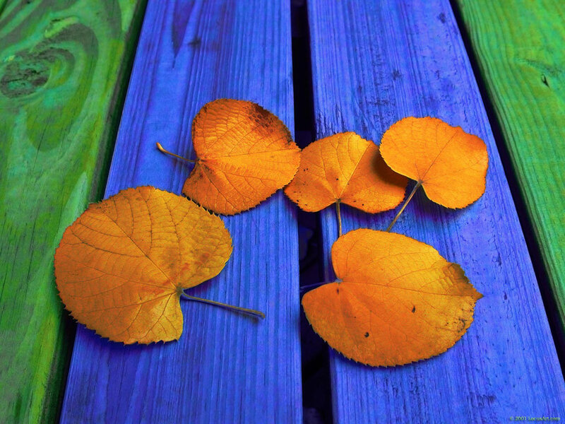 autumn leaves on colorful wood