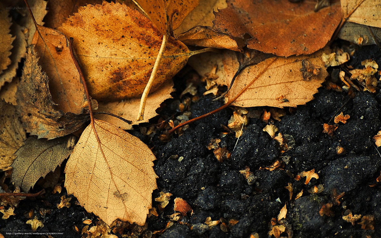 Autumn leaves on dark soil