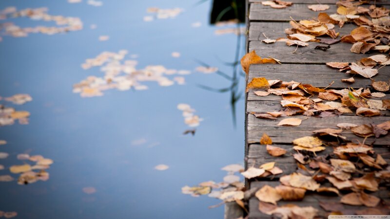 Autumn Leaves on Dock