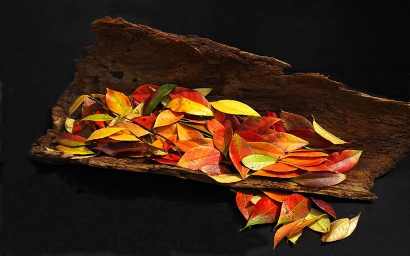 Autumn leaves on driftwood
