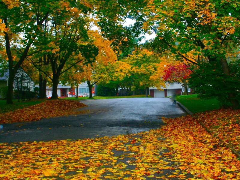 Autumn Leaves on Driveway