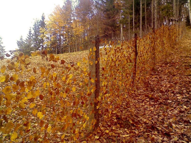 Autumn Leaves on Fence — Brown