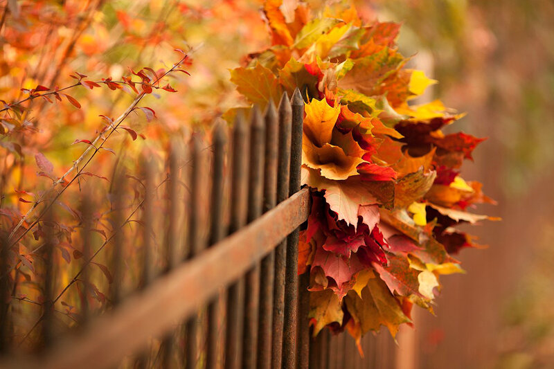 Autumn Leaves on Fence — Orange, Calm