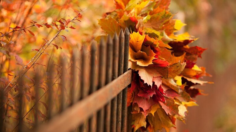 Autumn Leaves on Fence — Orange, Serene