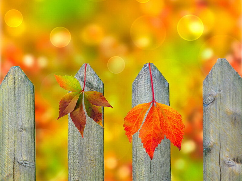 Autumn Leaves on Fence — Orange