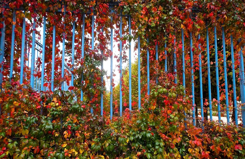 Autumn Leaves on Fence — Red, Calm