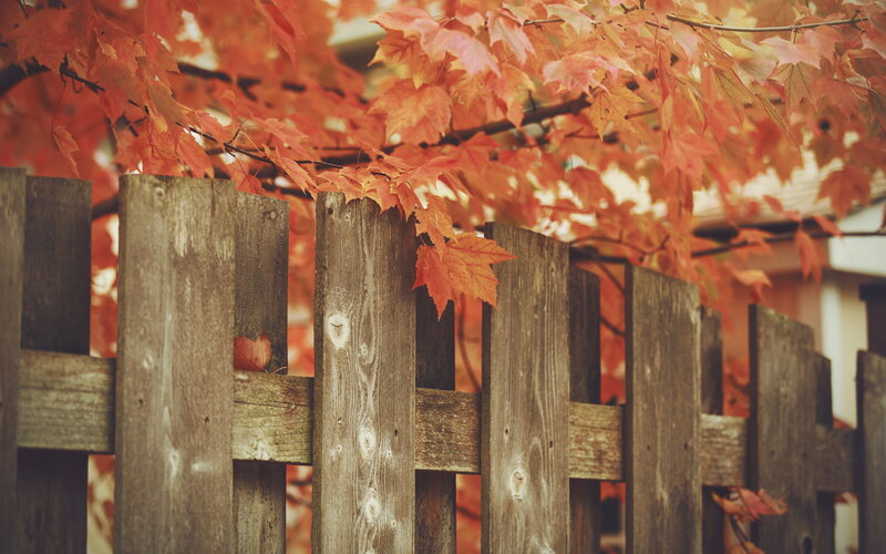 Autumn Leaves on Fence — Red