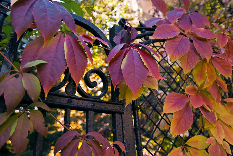 Autumn Leaves on Fence