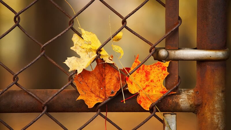 Autumn Leaves on Fence — Yellow, Calm, Photograph
