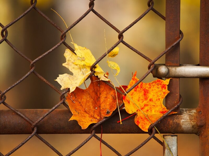 Autumn Leaves on Fence — Yellow, Calm