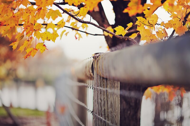 Autumn Leaves on Fence — Yellow, Serene, Photograph