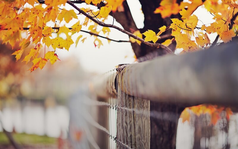Autumn Leaves on Fence — Yellow, Serene, Photograph, Tree
