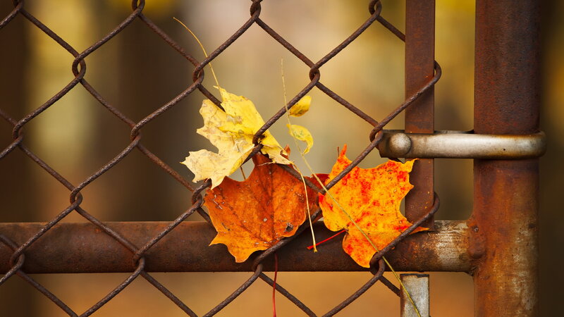 Autumn Leaves on Fence — Yellow