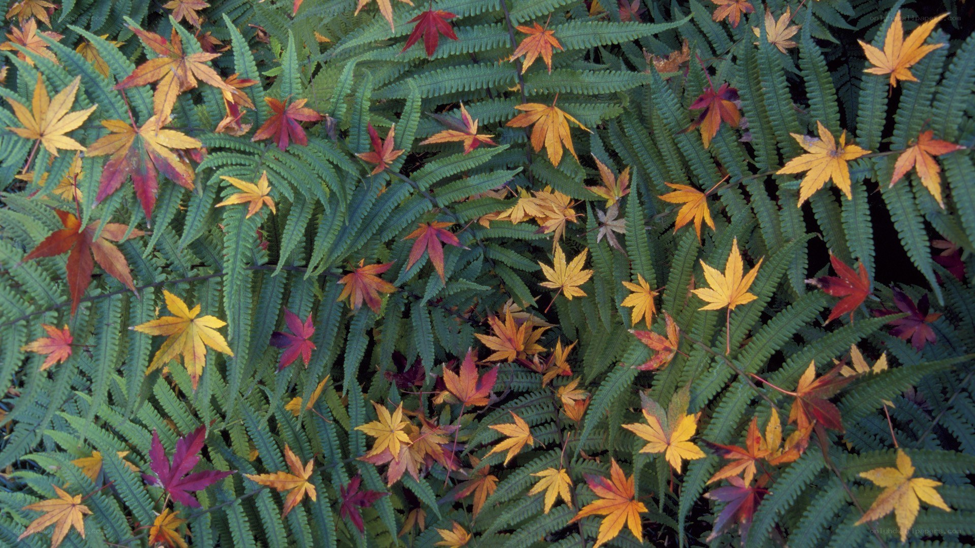 Autumn leaves on ferns