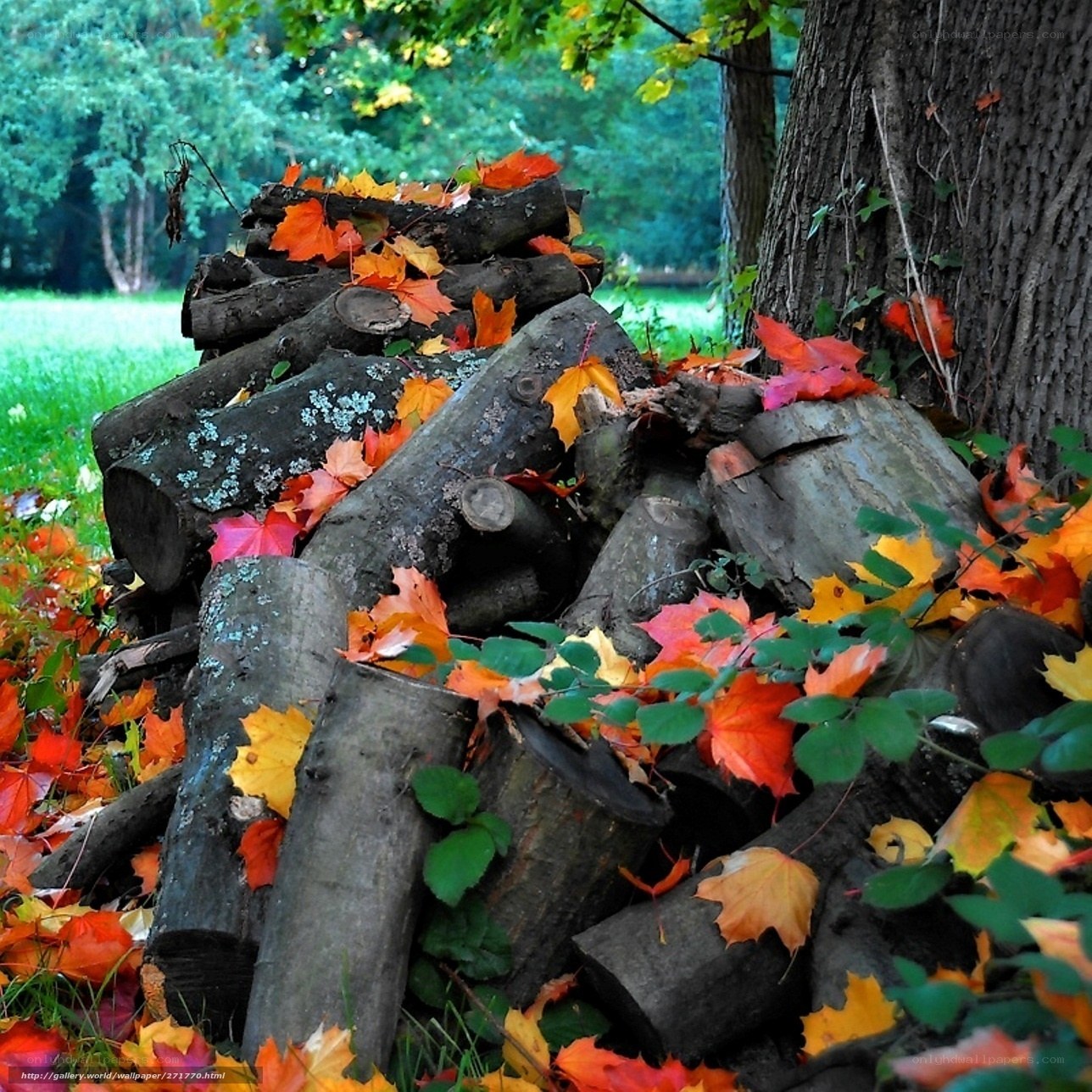 Autumn leaves on firewood pile