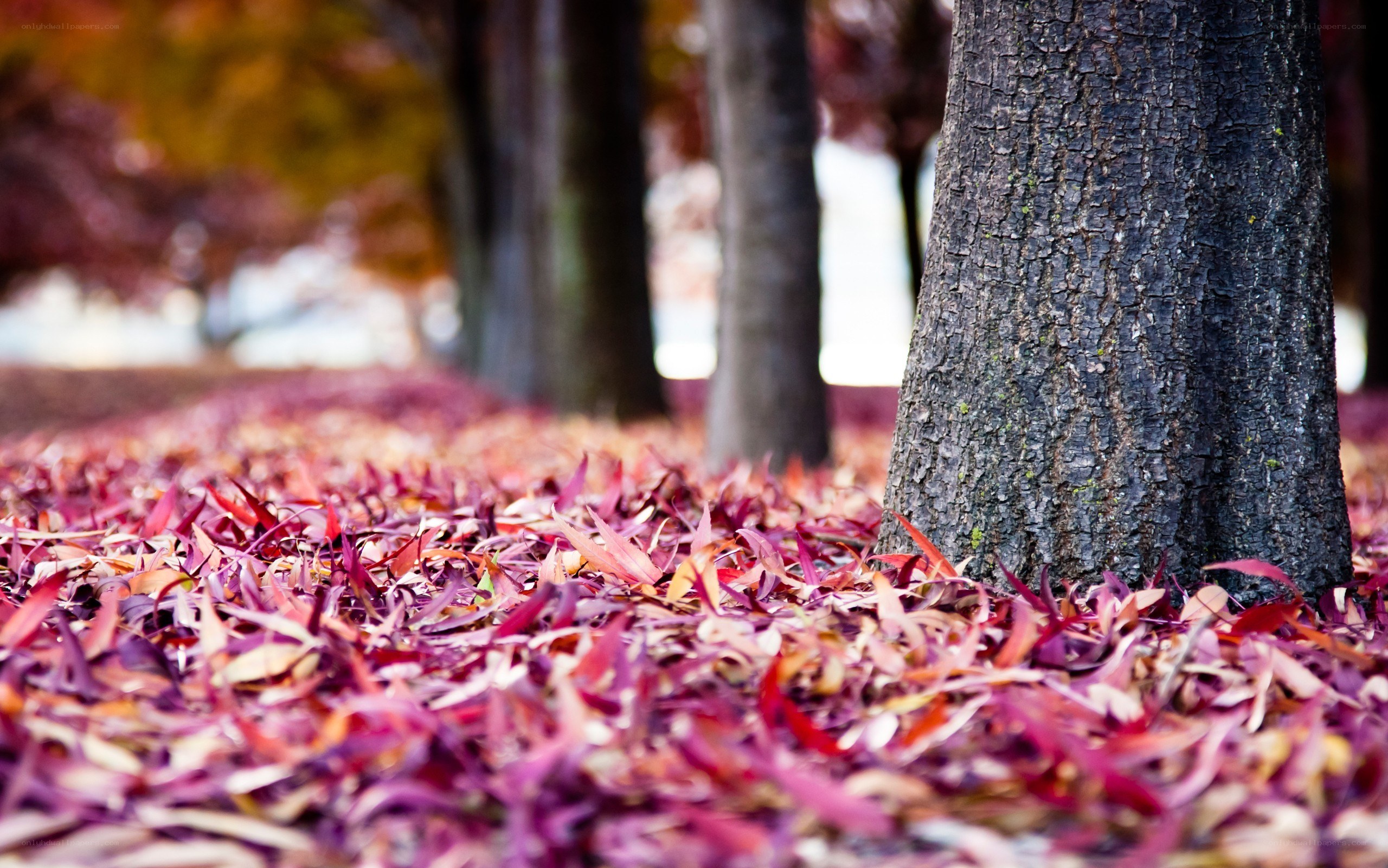 Autumn leaves on forest floor
