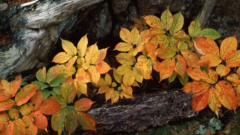 Autumn leaves on forest floor