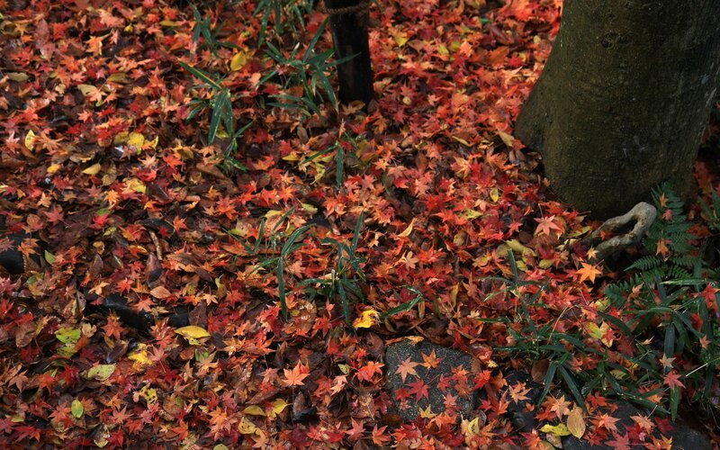 autumn leaves on forest floor