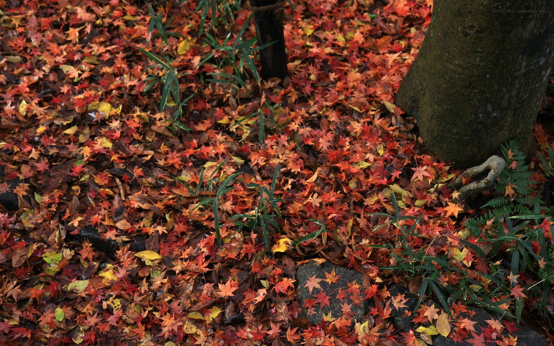 autumn leaves on forest floor