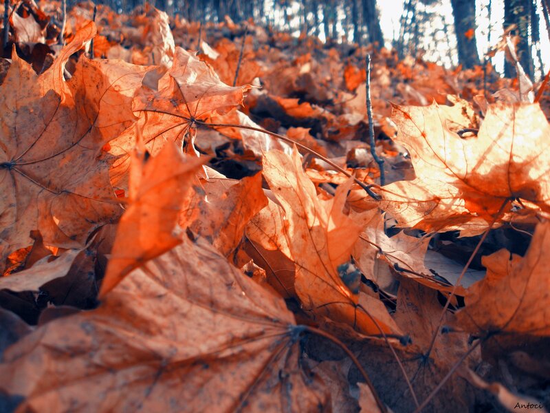 autumn leaves on forest floor