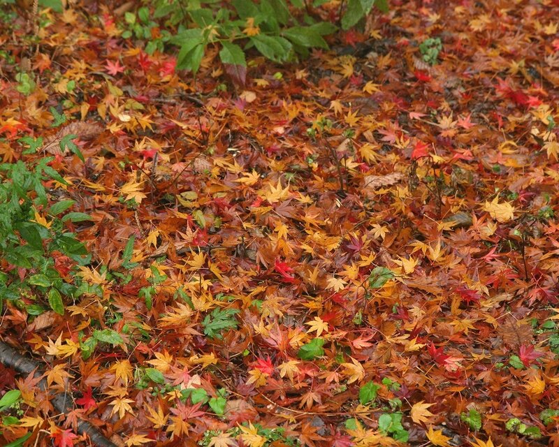 autumn leaves on forest floor