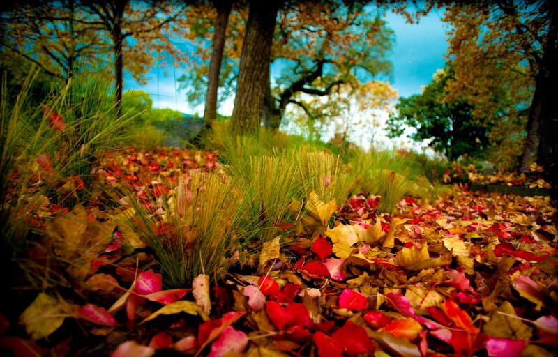 Autumn leaves on forest floor