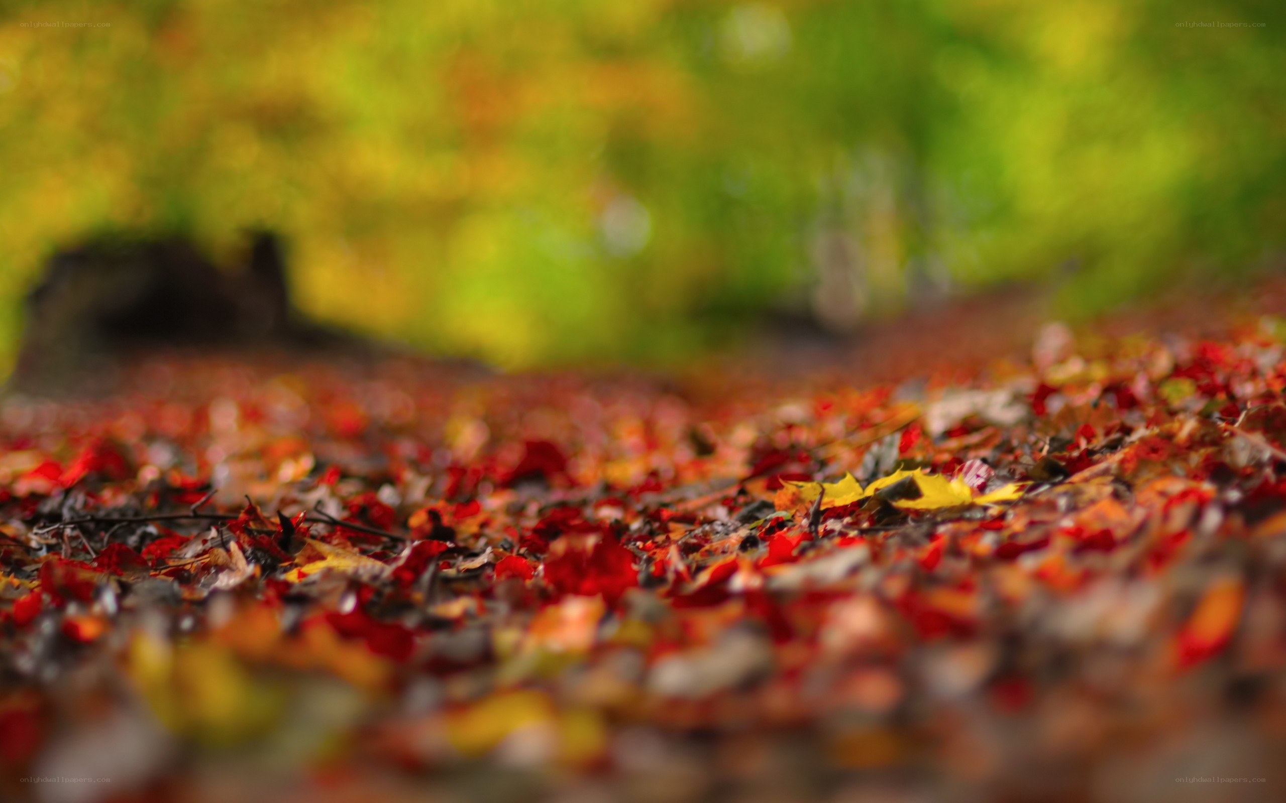 autumn leaves on forest floor