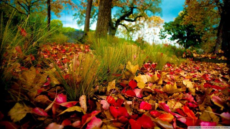 Autumn leaves on forest floor