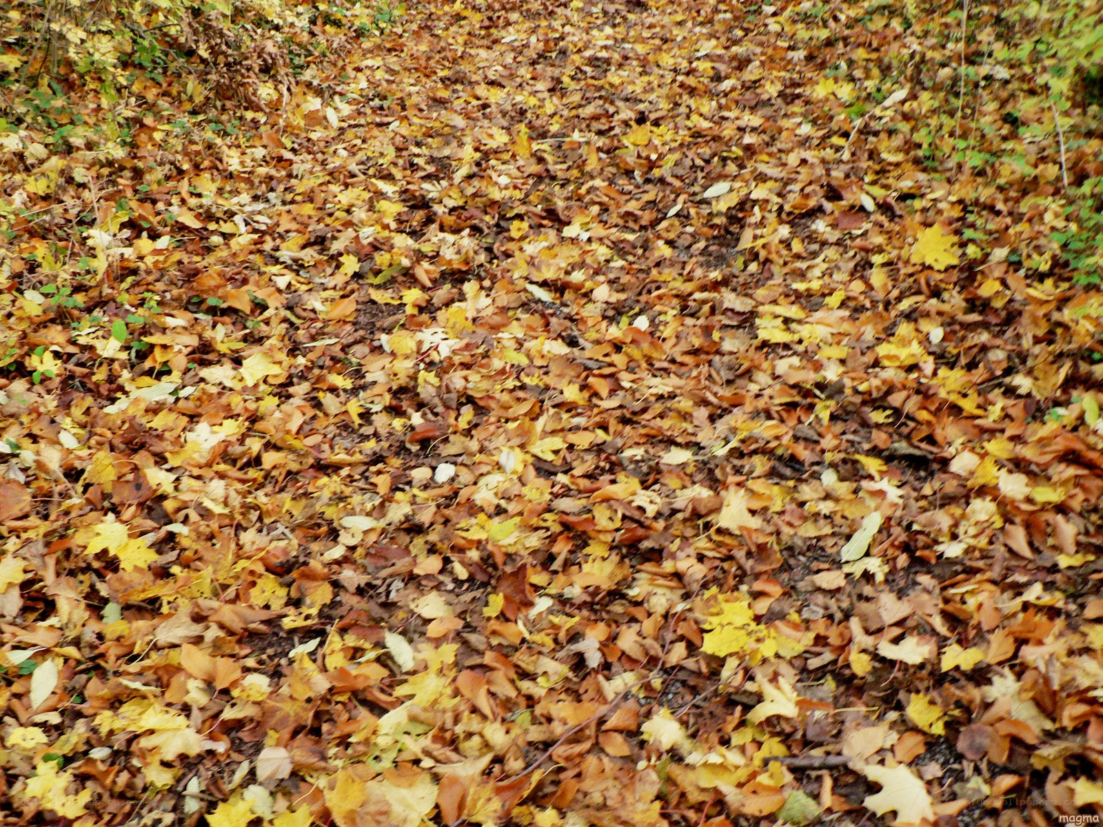 autumn leaves on forest floor