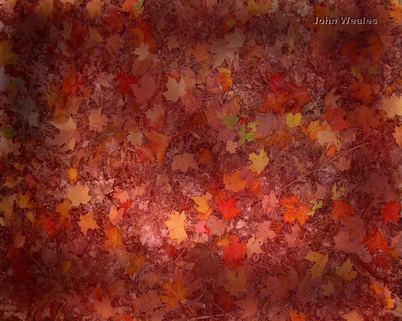 autumn leaves on forest floor