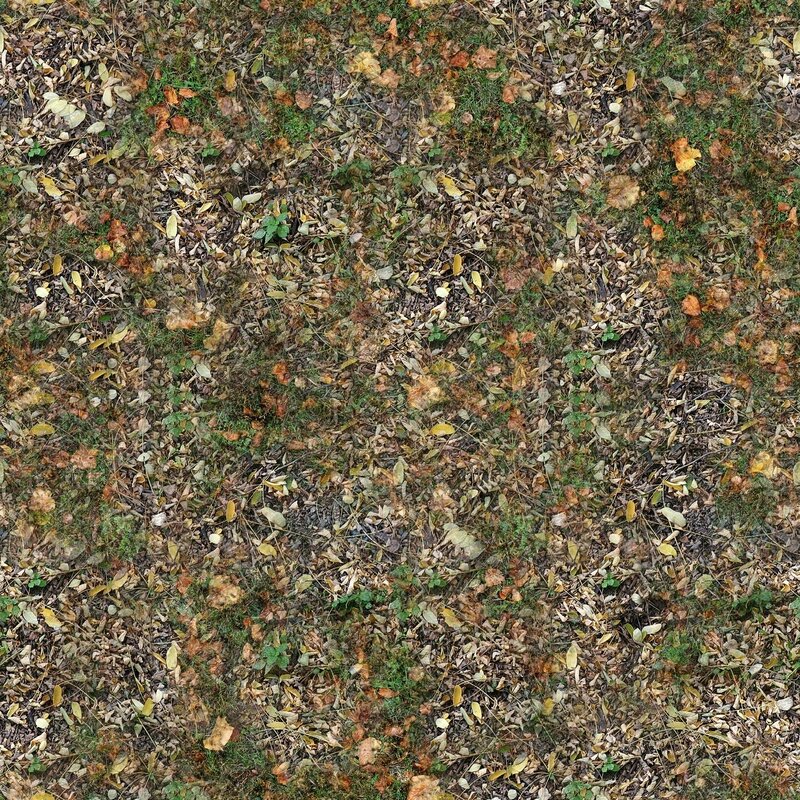 autumn leaves on forest floor